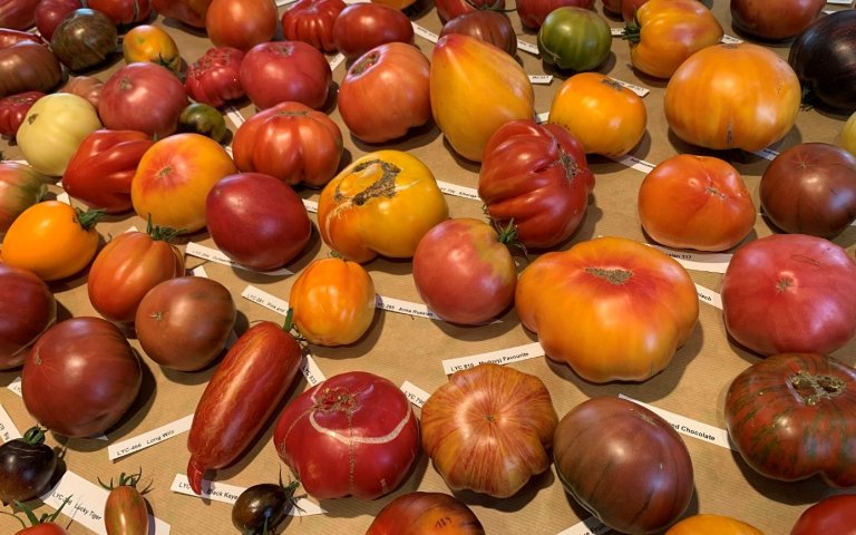 Tomaten